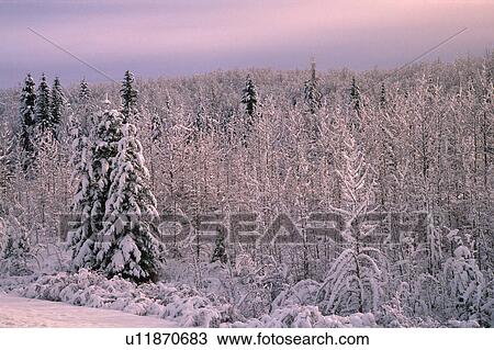 Stock Image - Forest in winter. Fotosearch