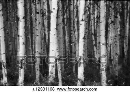 Stock Photo - Forest of deciduous trees. Fotosearch