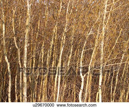 Forest of leafless trees View Large Photo Image Stock Image - Forest of leafless trees. Fotosearch