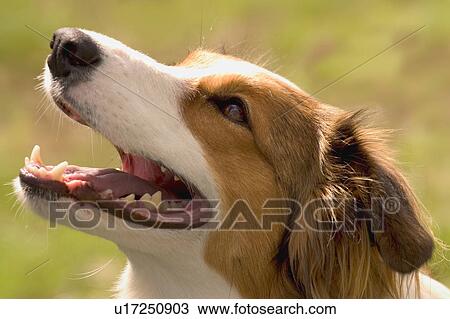 Friendly dog View Large Photo Image Stock Image - Friendly dog. Fotosearch