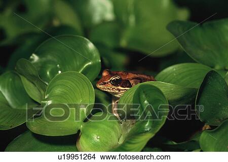 Frog hiding in leaves View Large Photo Image Picture - Frog hiding in leaves. Fotosearch