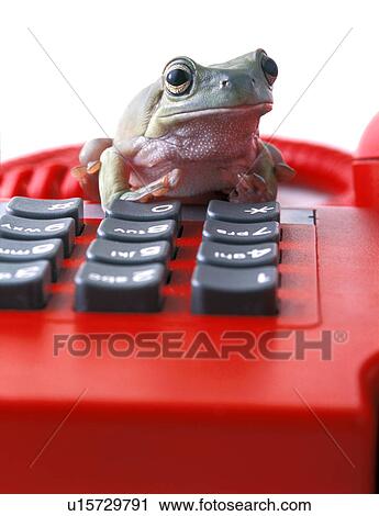 Stock Image - Frog on telephone keypad. Fotosearch