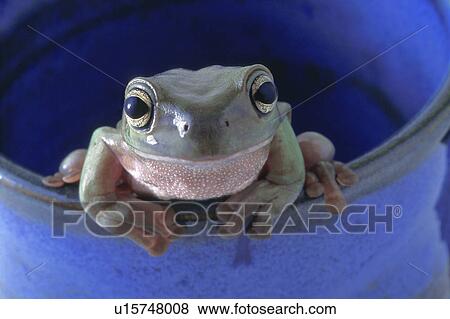 Frog on the edge of a cup View Large Photo Image Stock Photo - Frog on the edge of a cup. Fotosearch