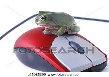 Frog sits on a mouse View Large Photo Image Stock Photo - Frog sits on a mouse. Fotosearch