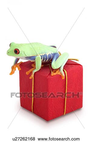 Frog sitting on red package View Large Photo Image Stock Photo - Frog sitting on red package. Fotosearch
