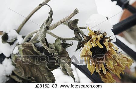 Frozen sunflowers View Large Photo Image Stock Image - Frozen sunflowers. Fotosearch