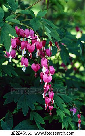 Stock Photography - Garden plant "Bleeding Heart". Fotosearch