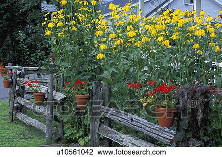 Stock Image - Garden plants. Fotosearch