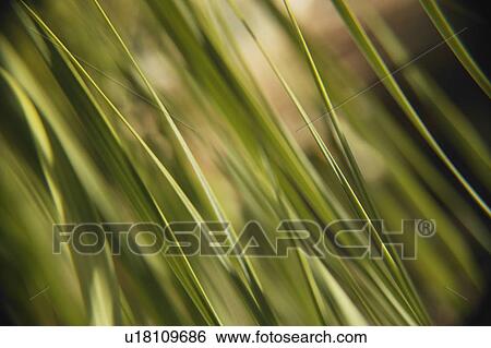 Stock Photograph - Grass-like texture. Fotosearch