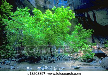 Green trees and creek in front of rock cliff View Large Photo Image Stock Photo - Green trees and creek in front of rock cliff. Fotosearch