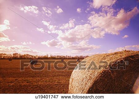 Harvested hay View Large Photo Image Stock Photo - Harvested hay. Fotosearch