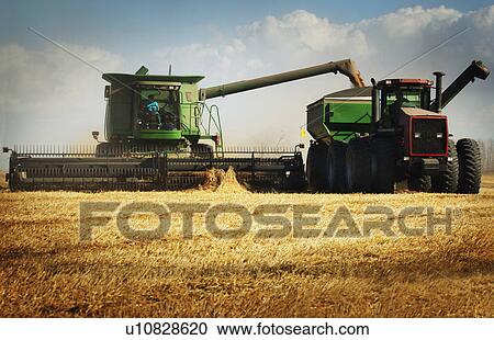 Harvesting View Large Photo Image Stock Image - Harvesting. Fotosearch