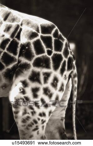 Hindquarters of a giraffe View Large Photo Image Stock Image - Hindquarters of a giraffe. Fotosearch