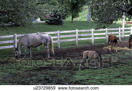 Stock Photo - Horse and foals. Fotosearch