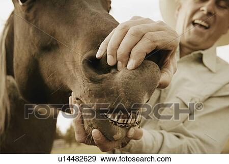 Stock Photo - Horse showing teeth. Fotosearch