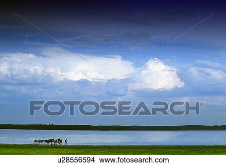 Picture - Horses by lake on overcast day. Fotosearch