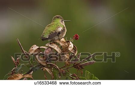Humming bird perched View Large Photo Image Stock Photo - Humming bird perched. Fotosearch