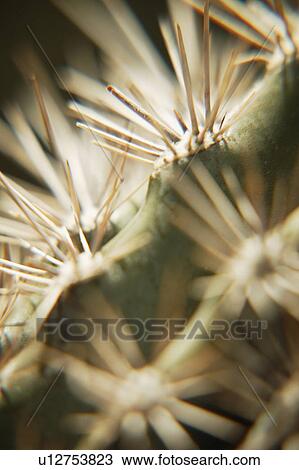 Impression of bristles View Large Photo Image Stock Image - Impression of bristles. Fotosearch