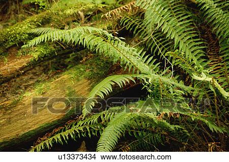Picture - In a forest. Fotosearch