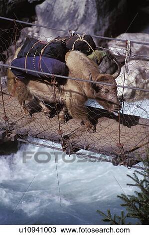 Stock Image - Laden ox crossing a river on a wooden bridge. Fotosearch