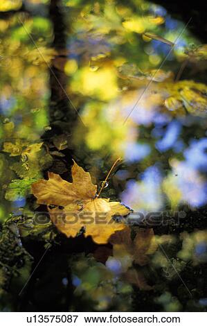 Stock Photo - Leaf floating on water. Fotosearch