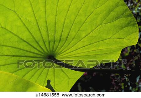 Stock Photo - Leaf. Fotosearch