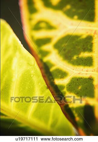 Stock Image - Leafy abstract. Fotosearch