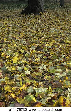 Stock Image - Leaves fallen on ground. Fotosearch