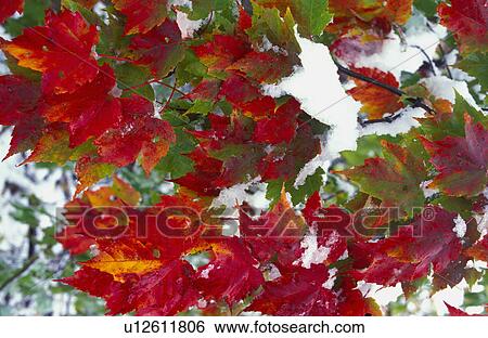 Stock Photograph - Leaves in snow. Fotosearch