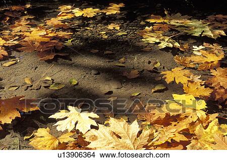 Picture - Leaves on ground. Fotosearch