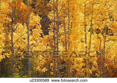 Leaves on trees in autumn View Large Photo Image Stock Photo - Leaves on trees in autumn. Fotosearch