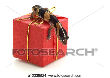 Lizard on parcel View Large Photo Image Picture - Lizard on parcel. Fotosearch