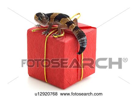 Stock Photo - Lizard on parcel. Fotosearch