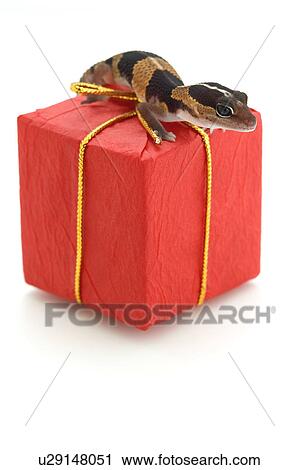 Stock Image - Lizard on red parcel. Fotosearch