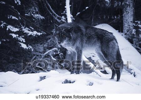 Lone wolf in snow View Large Photo Image Stock Image - Lone wolf in snow. Fotosearch