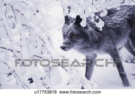 Lone wolf in snow View Large Photo Image Stock Photo - Lone wolf in snow. Fotosearch