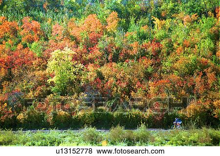 Man riding bicycle trail in autumn View Large Photo Image Stock Photo - Man riding bicycle trail in autumn. Fotosearch