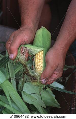 Man shucking corn View Large Photo Image Stock Image - Man shucking corn. Fotosearch