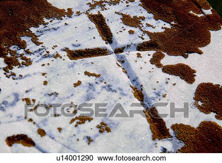 Stock Image - Mark of a cross in the snow and moss. Fotosearch