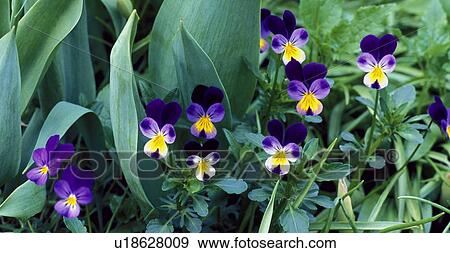 Miniature violas View Large Photo Image Stock Photo - Miniature violas. Fotosearch