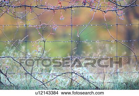Picture - Morning dew on a wire fence. Fotosearch
