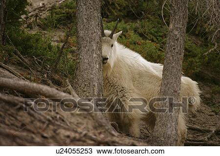 Stock Image - Mountain goat. Fotosearch
