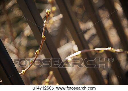 New buds on a branch View Large Photo Image Stock Photography - New buds on a branch. Fotosearch