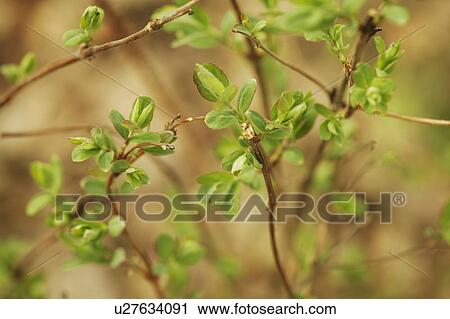 New growth on a plant View Large Photo Image Stock Image - New growth on a plant. Fotosearch