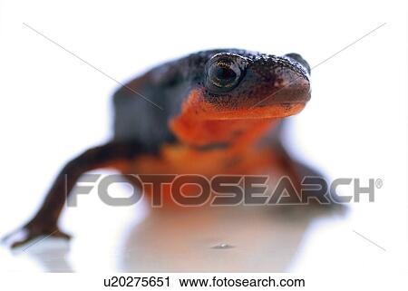 Stock Image - Newt with red underbelly. Fotosearch