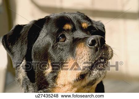 Obedient Rottwieller View Large Photo Image Stock Photo - Obedient Rottwieller. Fotosearch