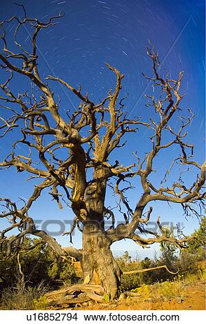 Old tree against blue sky View Large Photo Image Picture - Old tree against blue sky. Fotosearch