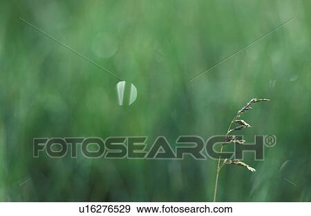 Stock Photo - One stem stands out. Fotosearch