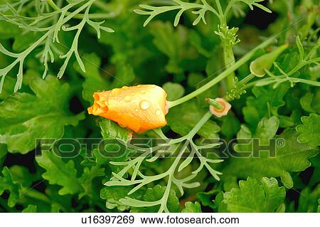 Stock Photo - Orange flower bud. Fotosearch