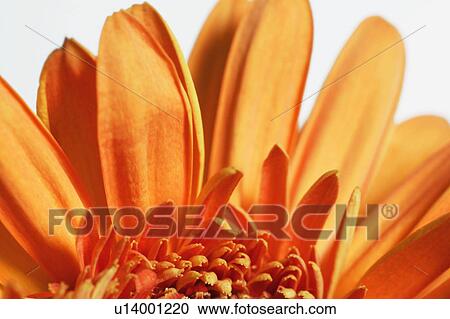 Orange flower View Large Photo Image Stock Image - Orange flower. Fotosearch